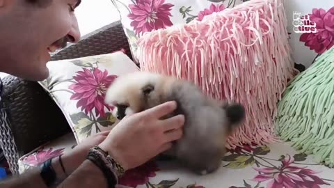 Puppy Power! 20 Minutes of Pure Fluff and Cuteness