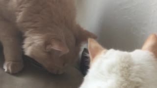 White cat licks white wall then gets spooked by owners pet and brown orange cat appears to watch