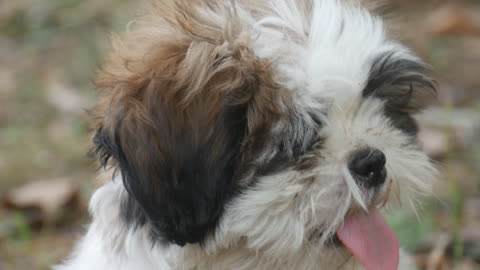 A Dog Sitting With His Tongue Out (Funny)