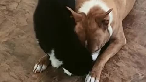 Cat and dog moment | Cat annoying the dog |