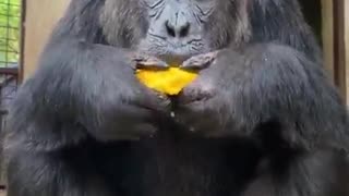 Tarzan chimpanzees