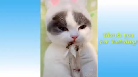 Funny animal videos 2021 - Impossible not to laugh