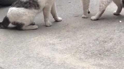 cats fighting after a pet falls in the ass