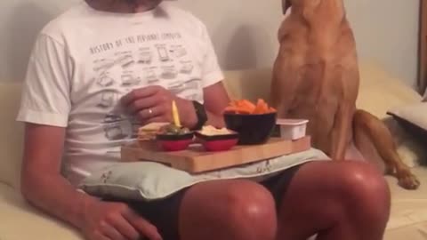 Dog looks at its owners' plate of food and then looks away as he gets caught