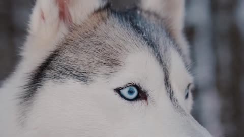 Beautiful Husky