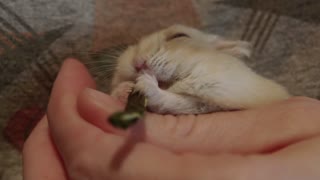 Tiny hamsters falls asleep while eating a treat