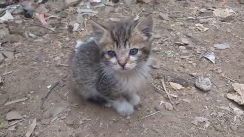 I Met a soo Cute Kitten | Animal lover