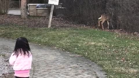 The cutest bunny in the world and three deers.