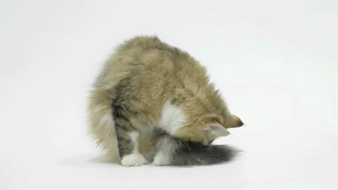 Tabby Persian cat licks and cleans the fur on its tail on white background