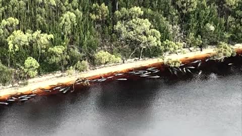 Mueren 380 ballenas varadas en Australia y otras 70 son rescatadas