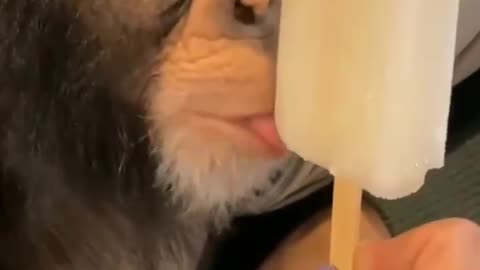 My monkey licking ice-cream in style