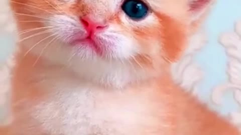 Cute Kittens😍WILL MELT YOUR HEART❤️❤️❤️