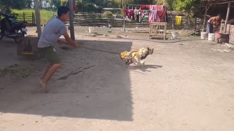 Wow Funny!!! Fake Tiger Prank Dog No RUN Try to Stop Laughing
