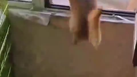 #dog #dogsoftiktok #funny #funnyvideos