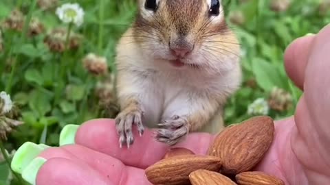 squirrel cute woww