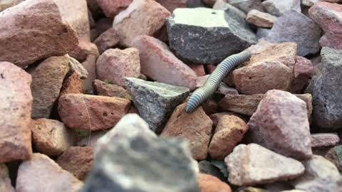 Amazing detailed footage of a Millipede crawling over GoPro