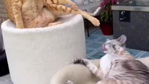 Cats Fighting 😺 - Cats Compilation 😹