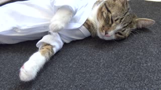 Karate Cat Is Not in a Mood for Fighting
