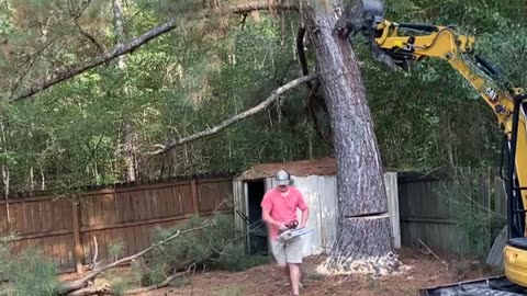 Felled Tree Falls On Fence And Shed