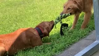 Puppy vs adult