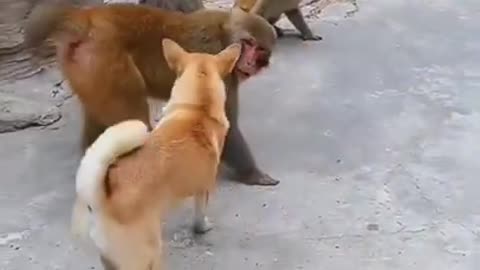 Dog vs Monkey which of these two won