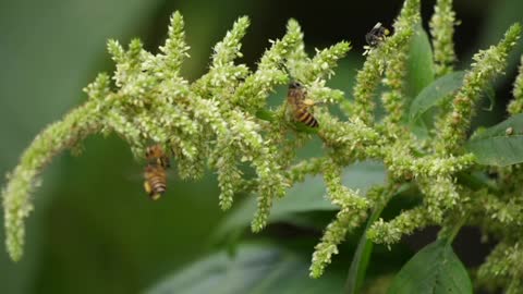 Life Of Honey Bees On Green Filed