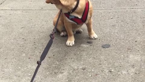 Pupper refuses to go for walkies