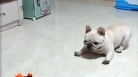 funny🤣dogs_videos_funny_moments__funny_fails___funny_dogs_try_not_to_laugh