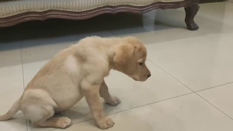 Dog training | Labrador puppy