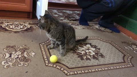 Cat soccer player