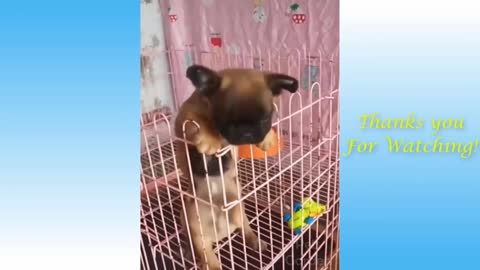 Viral Cute and Funny Cats and Dogs Compilation Try not to Laugh part 3