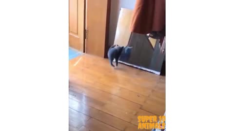 Jumping cat, scared of own mirror