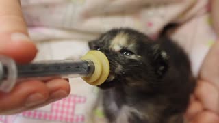 Newborn Kitten bottle-feeding --- operation Kindness
