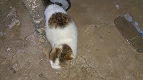 Cute pregnant cat is itching.