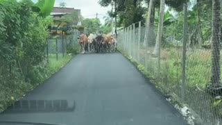 Cattle Create a Roadblock