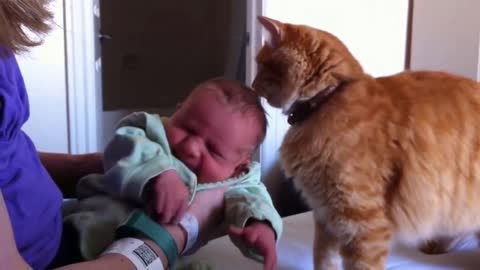 Cute baby is welcomed and pampered by a cat - extremfunnystuff