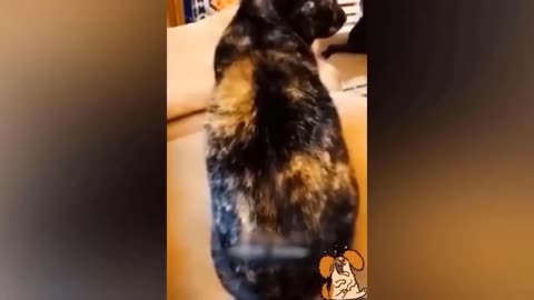 Best Funny Animal Videos- Funniest Dogs and Cats videos 2023😂😂