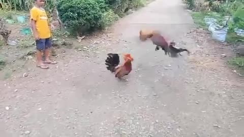 Street fight cock