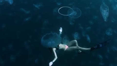 The video shows a kingdom of jellyfish near Raja Ampat Island, Indonesia.