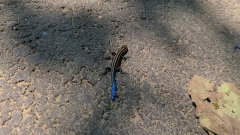Blue tail lizard in Virginia
