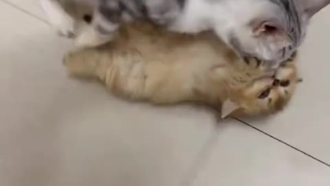 Mother cat with her kitten _MP4