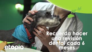 Eres responsable de la higiene dental de tu mascota