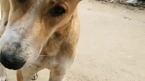 Very bad Dog video