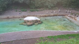 Penguins love a freshly cleaned enclosure