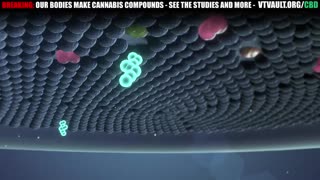 We Are Cannabinoid Based Lifeforms