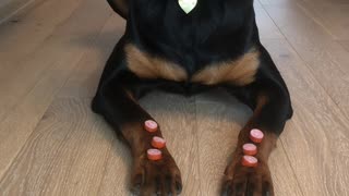 Smart Puppy Shows Perfect Patience