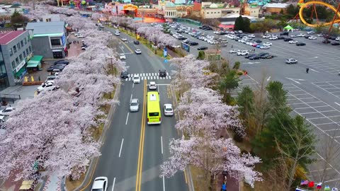 Sakura (cerejeira) Rodovia