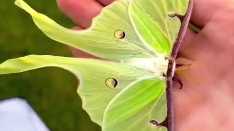 Yellowish green butterfly #shorts #shortvideo #video #virals #videoviral