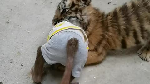 Baby baboon fighting with tiger