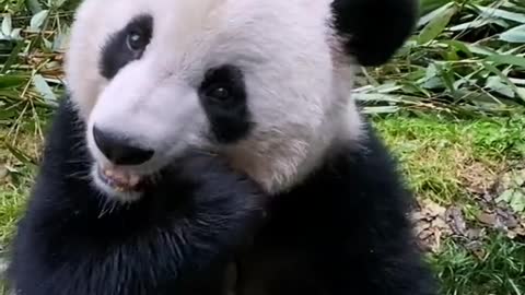 Panda ganfan - ganfan soul